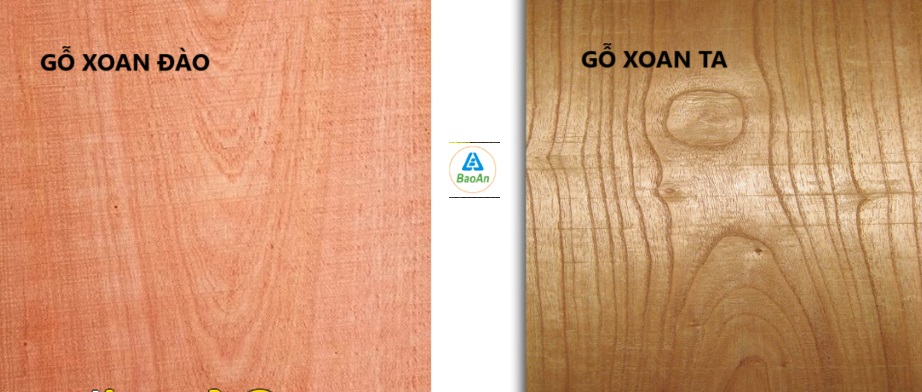 Gỗ xoan đào và gỗ xoan ta